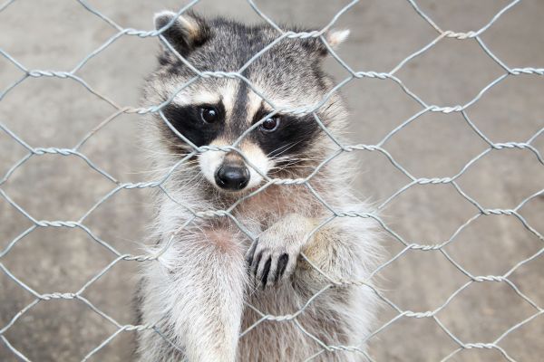 Clarksville Wildlife Removal